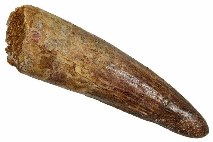 Fossil Spinosaurus Tooth - Restored Tip #344181